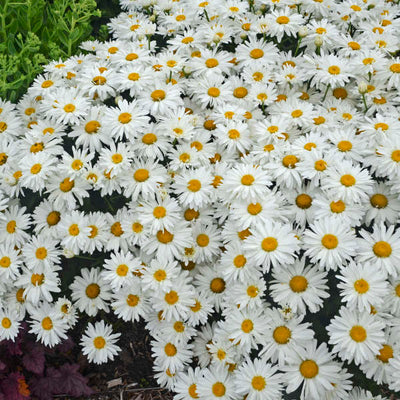 Leucanthemum-Shasta daisy 'Whoops-a-Daisy Photo credit & courtesy of Walters Gardens