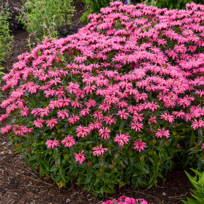 Monarda 'Pink Chenille' Photo credit & courtesy of Walters Gardens, Inc.