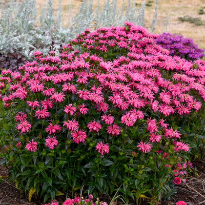 Monarda 'Pink Chenille' Photo credit & courtesy of Walters Gardens, Inc.