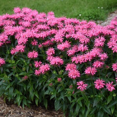 Monarda 'Pink Chenille' Photo credit & courtesy of Walters Gardens, Inc.