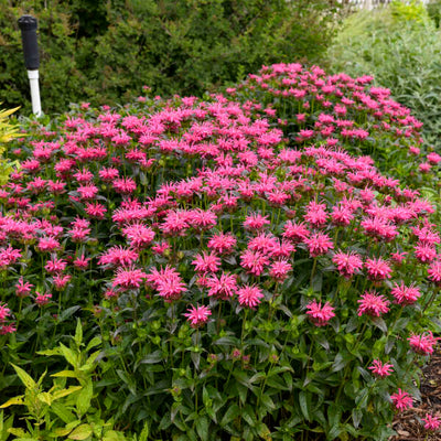 Monarda 'Pink Chenille' Photo credit & courtesy of Walters Gardens, Inc.