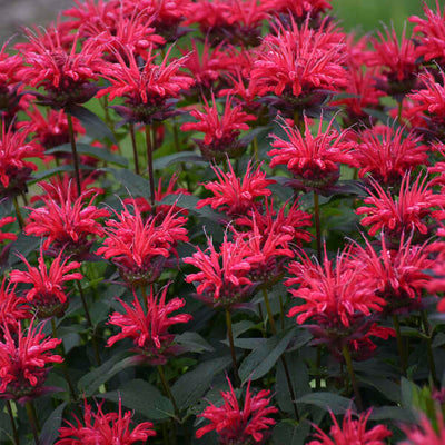 Monarda 'Red Velvet'  Photo credit & courtesy of Walters Gardens, Inc.