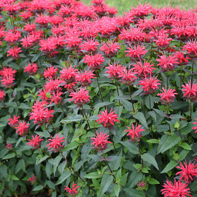 Monarda 'Red Velvet' Photo credit & courtesy of Walters Gardens, Inc.