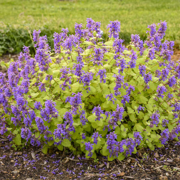 Nepeta 'Chartreuse on the Loose'  Photo courtesy of Walters Gardens
