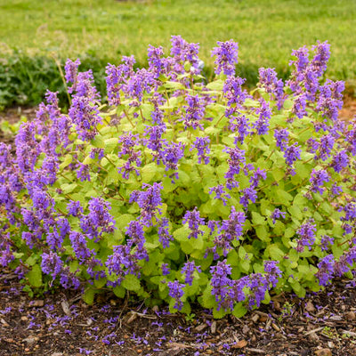 Nepeta 'Chartreuse on the Loose'  Photo courtesy of Walters Gardens
