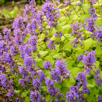 Nepeta 'Chartreuse on the Loose'  Photo courtesy of Walters Gardens