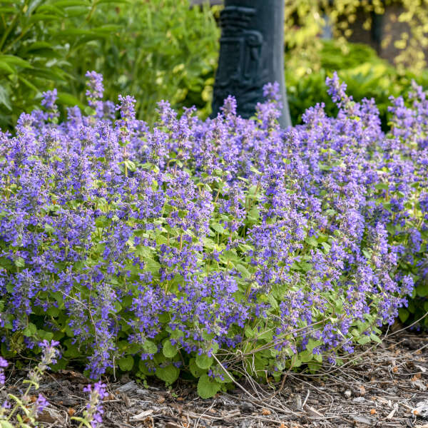 Nepeta 'Chartreuse on the Loose'  Photo courtesy of Walters Gardens