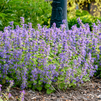 Nepeta 'Chartreuse on the Loose'  Photo courtesy of Walters Gardens