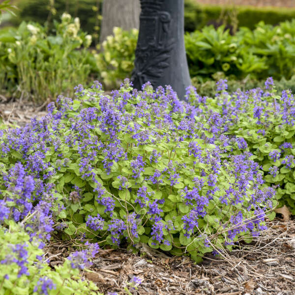 Nepeta 'Chartreuse on the Loose'  Photo courtesy of Walters Gardens