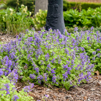Nepeta 'Chartreuse on the Loose'  Photo courtesy of Walters Gardens