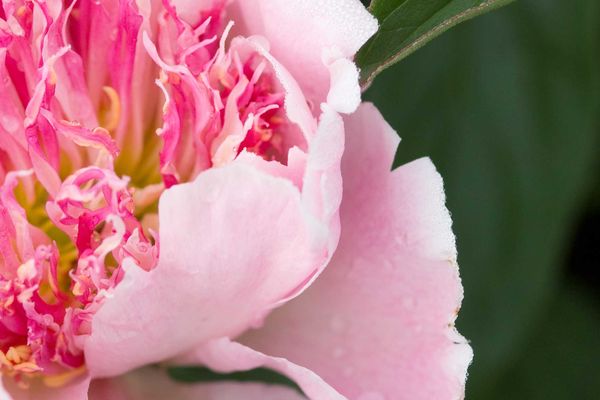 Peony 'Do Tell Pink' Photo courtesy of Bailey Nurseries