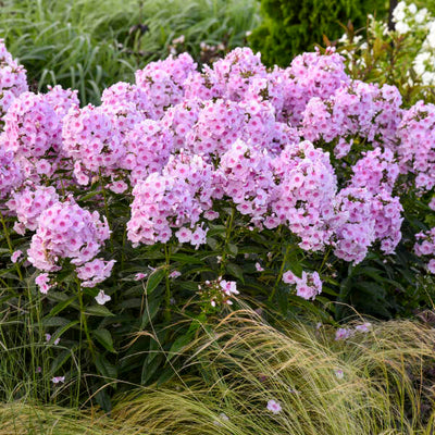 Phlox 'Opalescence' Photo credit & courtesy of Walters Gardens, Inc.