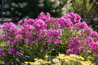 Phlox 'Bubblegum Pink' | Photo courtesy & credit of Bailey Nursery