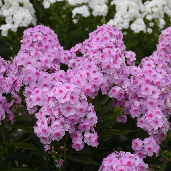Phlox 'Opalescence' Photo credit & courtesy of Walters Gardens, Inc.