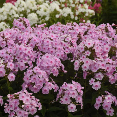 Phlox 'Opalescence' Photo credit & courtesy of Walters Gardens, Inc.