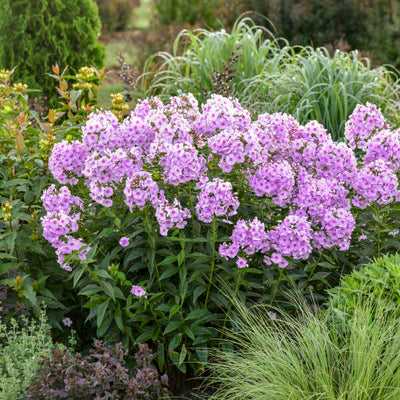 Phlox 'Opalescence' Photo credit & courtesy of Walters Gardens, Inc.
