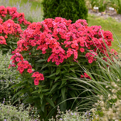 Phlox 'Sunset Coral' Photo credit & courtesy of Walters Gardens, Inc