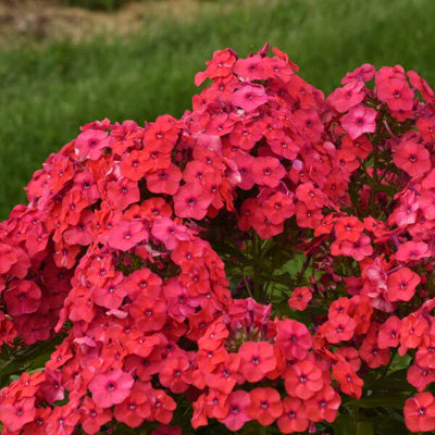 Phlox 'Sunset Coral' Photo credit & courtesy of Walters Gardens, Inc