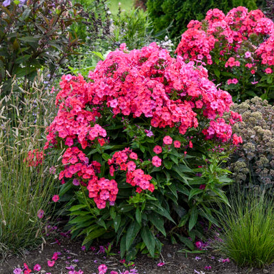 Phlox 'Sunset Coral' Photo credit & courtesy of Walters Gardens, Inc