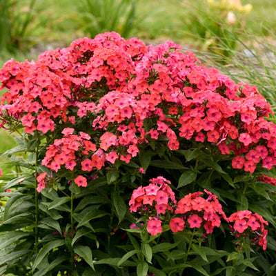 Phlox 'Sunset Coral' Photo credit & courtesy of Walters Gardens, Inc