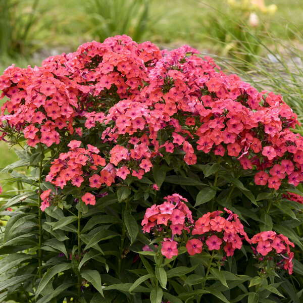 Phlox 'Sunset Coral' Photo credit & courtesy of Walters Gardens, Inc