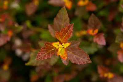 Ninebark Spicy Devil Photo courtesy Bailey Nurseries, Inc