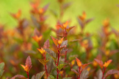 Ninebark Spicy Devil Photo courtesy Bailey Nurseries, Inc