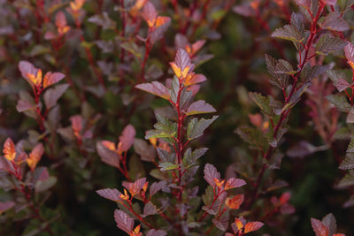 Ninebark Spicy Devil Photo courtesy Bailey Nurseries, Inc
