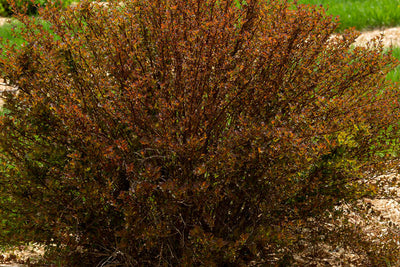 Ninebark Spicy Devil Photo courtesy Bailey Nurseries, Inc