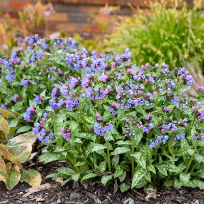 Pulmonaria 'Pink-a-Blue, Photo credit & courtesy of Walters Gardens, Inc.