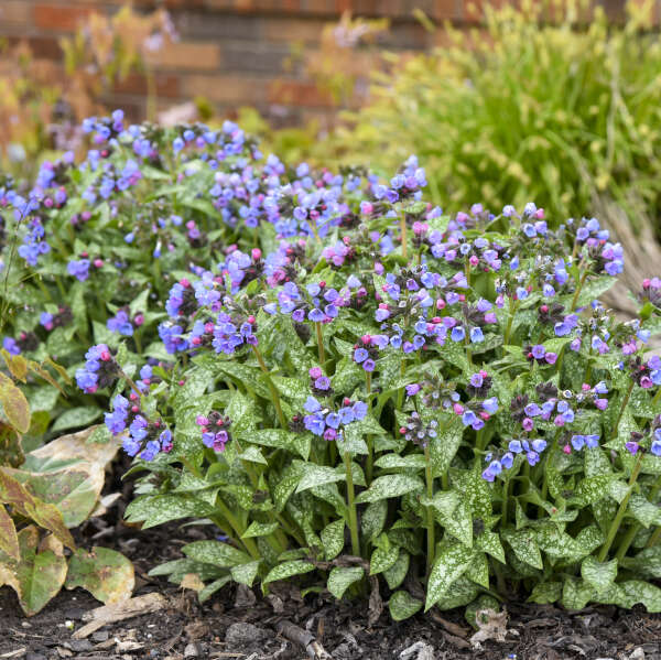 Pulmonaria 'Pink-a-Blue, Photo credit & courtesy of Walters Gardens, Inc.