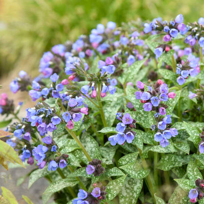 Pulmonaria 'Pink-a-Blue, Photo credit & courtesy of Walters Gardens, Inc.