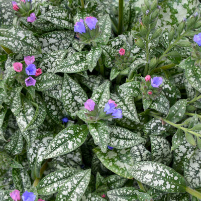 Pulmonaria 'Pink-a-Blue, Photo credit & courtesy of Walters Gardens, Inc.
