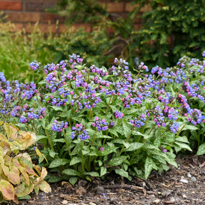Pulmonaria 'Pink-a-Blue, Photo credit & courtesy of Walters Gardens, Inc.