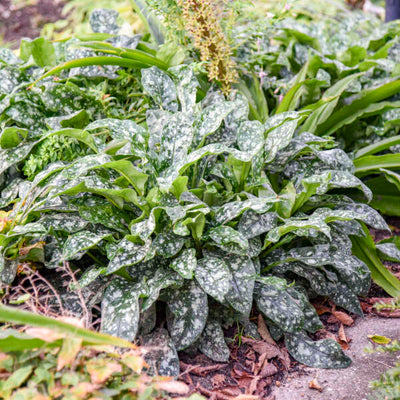 Pulmonaria 'Pink-a-Blue, Photo credit & courtesy of Walters Gardens, Inc.