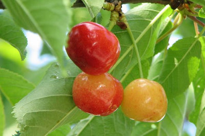 Cherry Rainier Photo courtesy of Bailey Nursery
