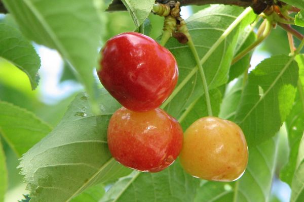 Cherry Rainier Photo courtesy of Bailey Nursery
