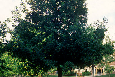 Cherry Rainier Photo courtesy of Bailey Nursery