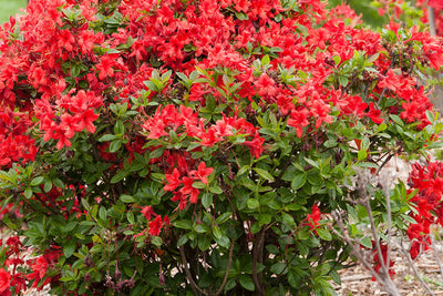 Rhododendron Electric Lights Red | Photo courtesy of Bailey Nursery