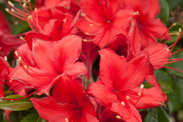 Rhododendron Electric Lights Red | Photo courtesy of Bailey Nursery