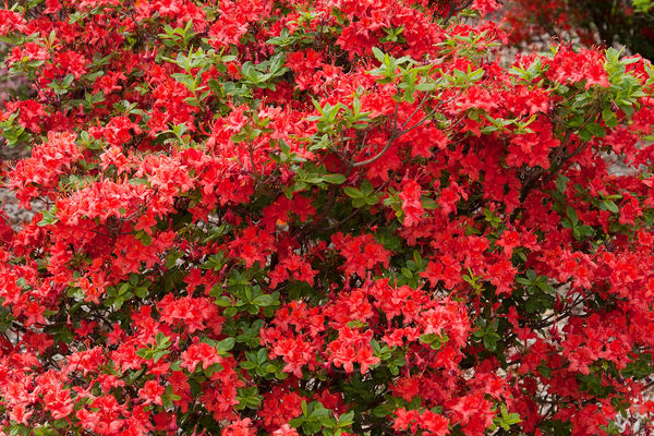 Rhododendron Electric Lights Red | Photo courtesy of Bailey Nursery