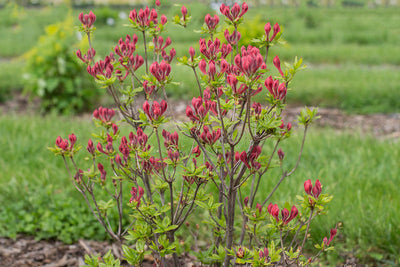 Rhododendron Electric Lights Red | Photo courtesy of Bailey Nursery