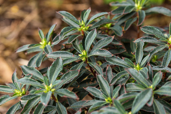 Rhododendron Electric Lights Red | Photo courtesy of Bailey Nursery