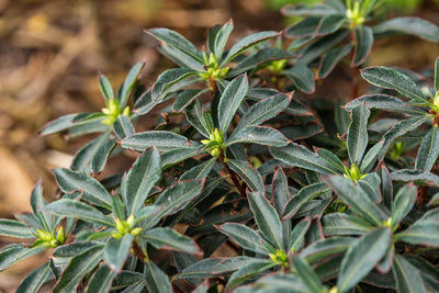 Rhododendron Electric Lights Red | Photo courtesy of Bailey Nursery