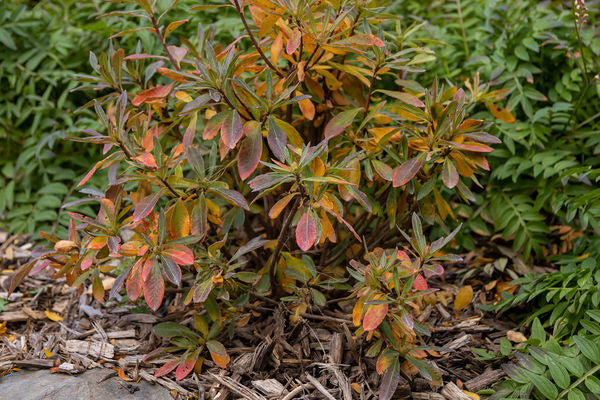 Rhododendron Electric Lights Red | Photo courtesy of Bailey Nursery