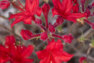 Rhododendron Electric Lights Red | Photo courtesy of Bailey Nursery