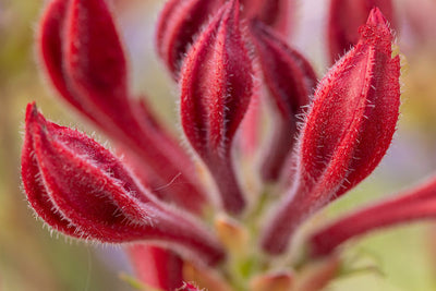 Rhododendron Electric Lights Red | Photo courtesy of Bailey Nursery