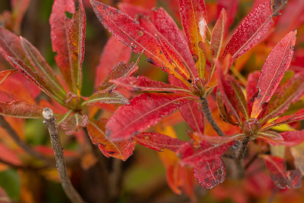 Rhododendron Electric Lights Red | Photo courtesy of Bailey Nursery