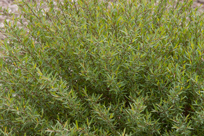Willow Arctic Blue Dwarf, photo courtesy of Bailey Nurseries