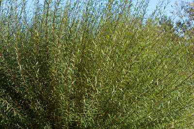 Willow Arctic Blue Dwarf, photo courtesy of Bailey Nurseries
